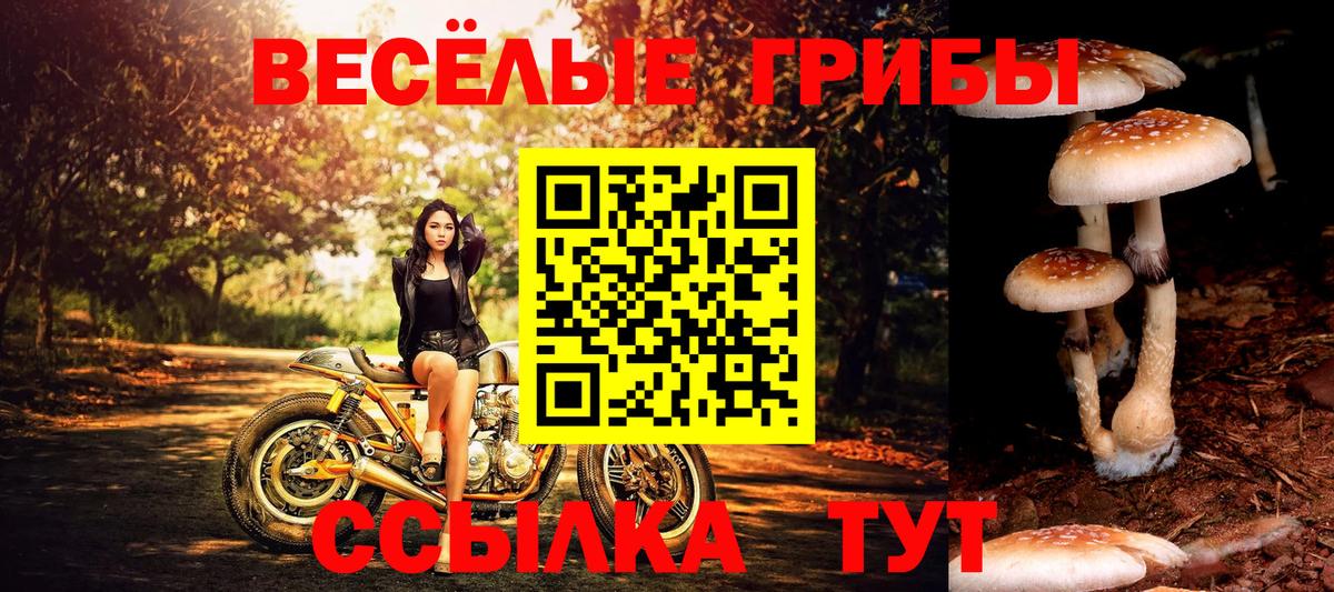 Псилоцибиновые грибы Cubensis  Галлюциногенные грибы Cubensis  Бузулук  Вход с VPN 